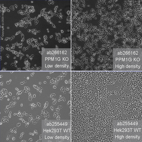 Human PPM1G knockout HEK-293T cell line