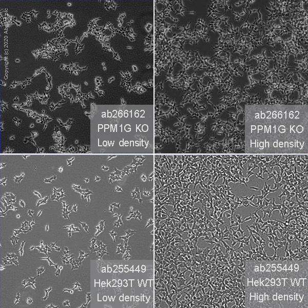 Cell Culture - Human PPM1G knockout HEK-293T cell line (AB266162)
