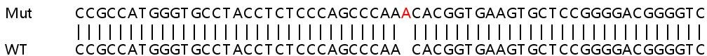 Sanger Sequencing - Human PPM1G knockout HEK-293T cell line (AB266162)