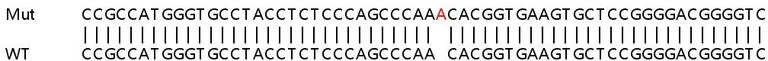 Sanger Sequencing - Human PPM1G knockout HEK-293T cell lysate (AB258130)