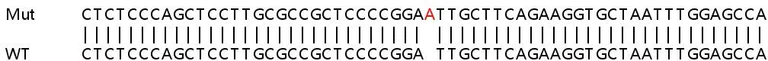 Sanger Sequencing - Human PPP1R15B knockout HeLa cell lysate (AB263309)