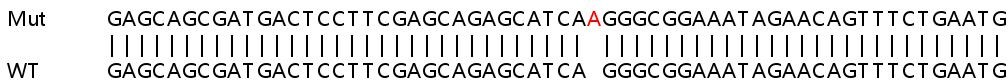 Sanger Sequencing - Human PPP1R26 (KIAA0649) knockout HeLa cell line (AB265333)