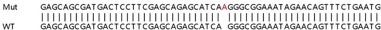 Sanger Sequencing - Human PPP1R26 (KIAA0649) knockout HeLa cell lysate (AB263310)