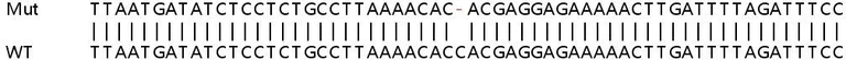 Sanger Sequencing - Human PPP1R3C knockout HeLa cell line (AB265106)