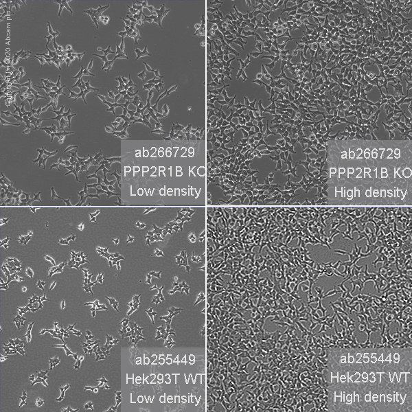 Cell Culture - Human PPP2R1B knockout HEK-293T cell line (AB266729), expandable thumbnail