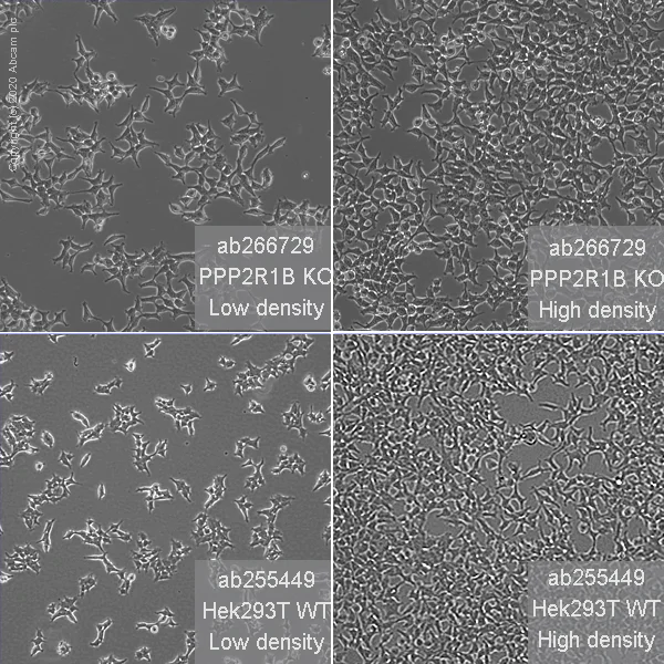 Cell Culture - Human PPP2R1B knockout HEK-293T cell line (AB266729)