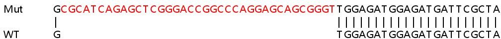 Sanger Sequencing - Human PPP2R1B knockout HEK-293T cell line (AB266729), expandable thumbnail