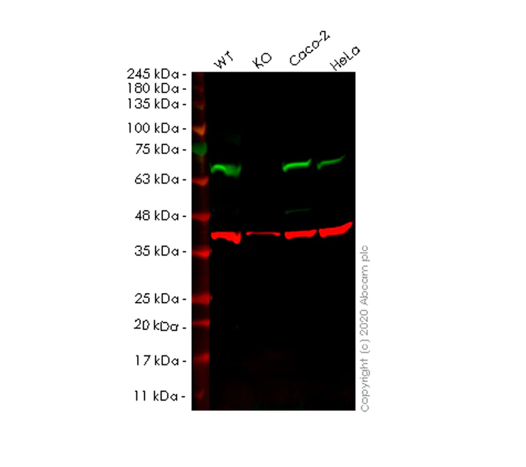 Western blot - Human PPP2R1B knockout HEK-293T cell lysate (AB258133)