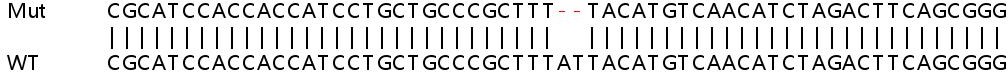 Sanger Sequencing - Human PPP2R5C knockout HEK-293T cell lysate (AB258601), expandable thumbnail
