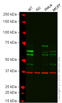 Western blot - Human PPP2R5D knockout A-431 cell line (AB270476)