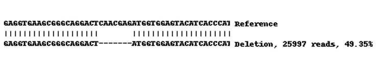 Next Generation Sequencing - Human PPP2R5D knockout A-431 cell lysate (AB270499)
