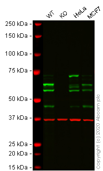 Western blot - Human PPP2R5D knockout A-431 cell lysate (AB270499)