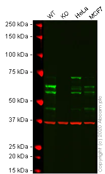 Western blot - Human PPP2R5D knockout A-431 cell lysate (AB270499)