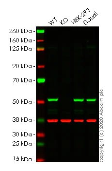 Western blot - Human PPP2R5E knockout HeLa cell line (AB265637)