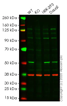Western blot - Human PPP2R5E knockout HeLa cell lysate (AB258135)