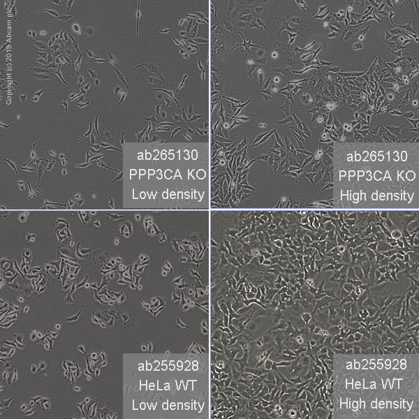 Cell Culture - Human PPP3CA (Calcineurin A) knockout HeLa cell line (AB265130), expandable thumbnail