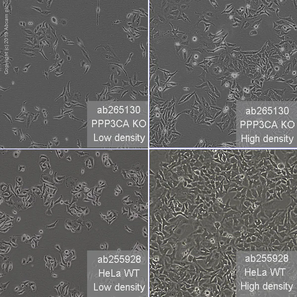 Cell Culture - Human PPP3CA (Calcineurin A) knockout HeLa cell line (AB265130)