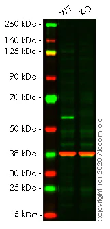 Western blot - Human PPP3CA (Calcineurin A) knockout HeLa cell line (AB265130)