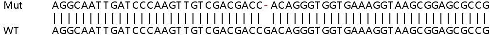 Sanger Sequencing - Human PPP3CA (Calcineurin A) knockout HeLa cell lysate (AB257181), expandable thumbnail