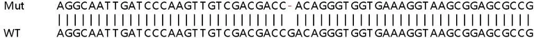 Sanger Sequencing - Human PPP3CA (Calcineurin A) knockout HeLa cell lysate (AB257181)