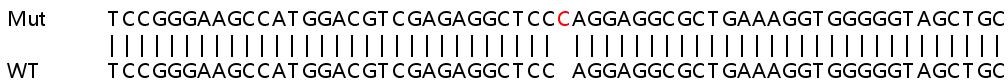 Sanger Sequencing - Human PPP4R2 knockout HEK-293T cell line (AB266206), expandable thumbnail