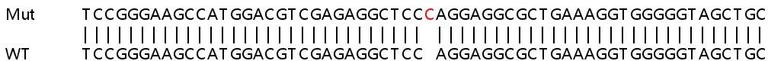 Sanger Sequencing - Human PPP4R2 knockout HEK-293T cell line (AB266206)