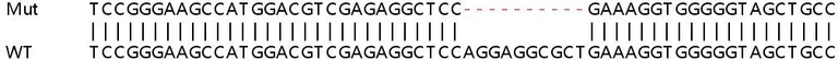 Sanger Sequencing - Human PPP4R2 knockout HEK-293T cell line (AB266206)