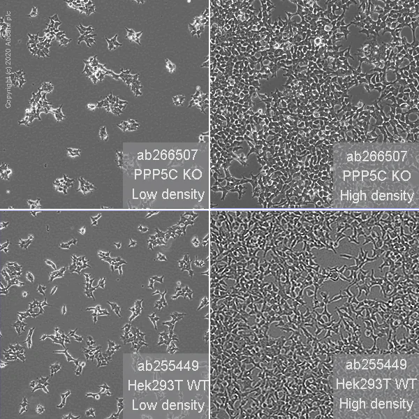 Cell Culture - Human PPP5C (PP-T) knockout HEK-293T cell line (AB266507)