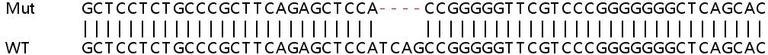 Sanger Sequencing - Human PPP5C (PP-T) knockout HEK-293T cell lysate (AB258136)