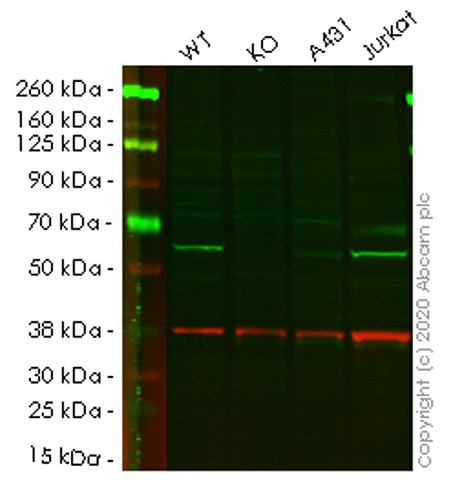 Human PPP5C (PP-T) knockout HEK-293T cell lysate
