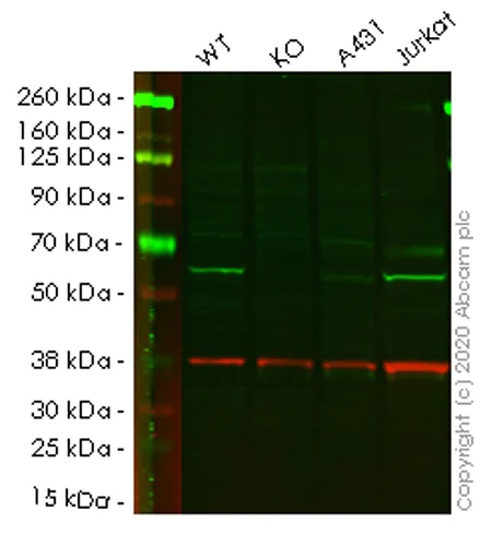 Western blot - Human PPP5C (PP-T) knockout HEK-293T cell lysate (AB258136)