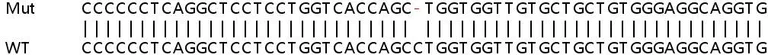 Sanger Sequencing - Human PRAP1 knockout HeLa cell lysate (AB263313)