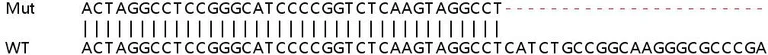 Sanger Sequencing - Human PRCC (Papillary renal cell carcinoma) knockout HEK-293T cell lysate (AB259061)