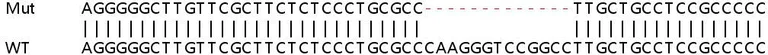 Sanger Sequencing - Human PRCC (Papillary renal cell carcinoma) knockout HEK-293T cell lysate (AB259061)