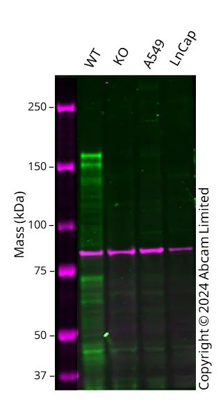 Western blot - Human PRDM16 knockout HCT116 cell line (AB286500)