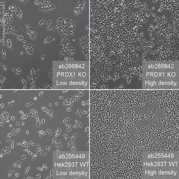 Cell Culture - Human PRDX1 (Peroxiredoxin 1/PAG) knockout HEK-293T cell line (AB266842)