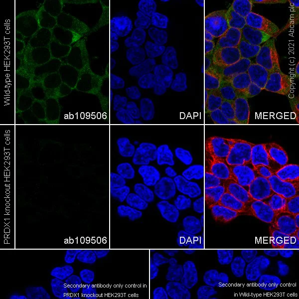 Immunocytochemistry/ Immunofluorescence - Human PRDX1 (Peroxiredoxin 1/PAG) knockout HEK-293T cell line (AB266842)