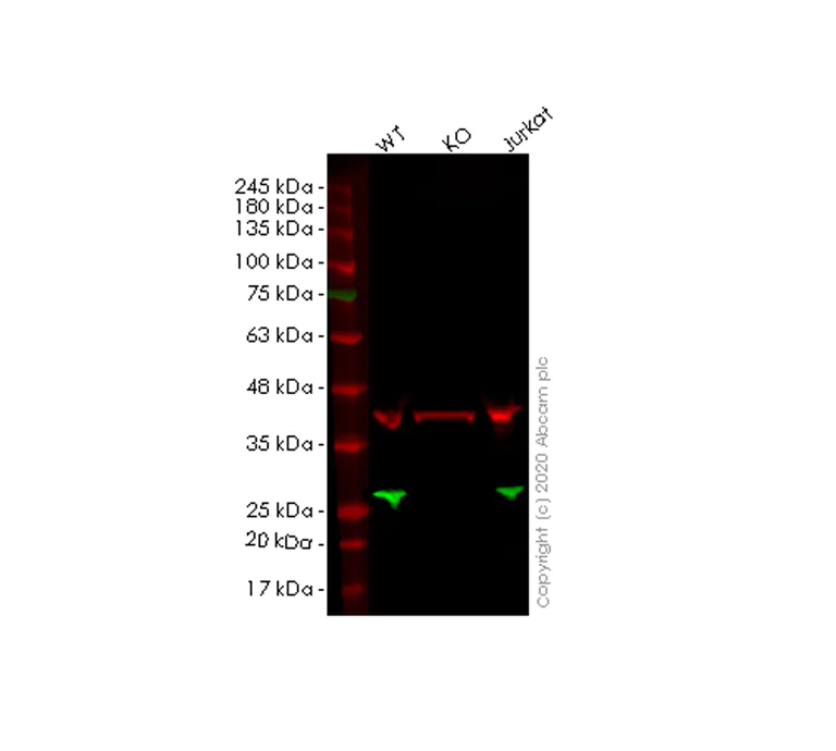 Western blot - Human PRDX1 (Peroxiredoxin 1/PAG) knockout HEK-293T cell line (AB266842)