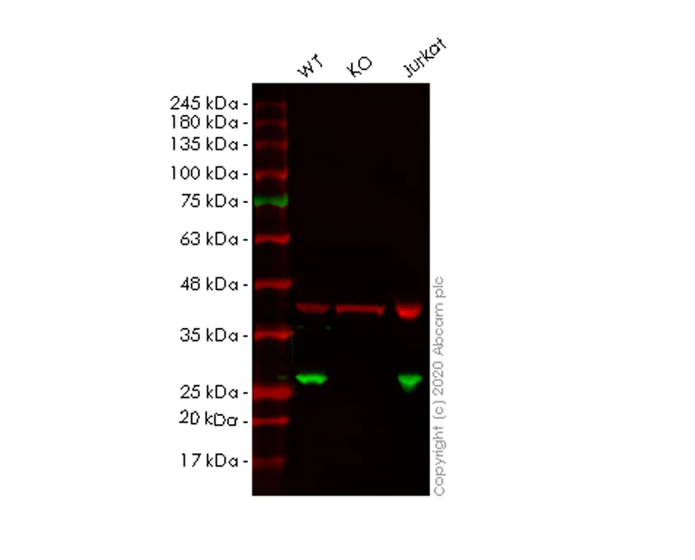 Western blot - Human PRDX1 (Peroxiredoxin 1/PAG) knockout HEK-293T cell lysate (AB257040)