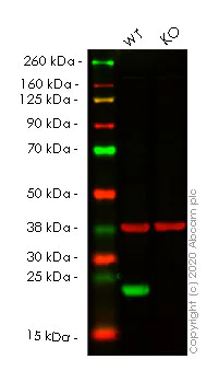 Western blot - Human PRDX2 (Peroxiredoxin 2/PRP) knockout HEK-293T cell lysate (AB257041)