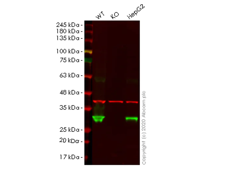 Western blot - Human PRDX4 (Peroxiredoxin 4) knockout HEK-293T cell line (AB266727)