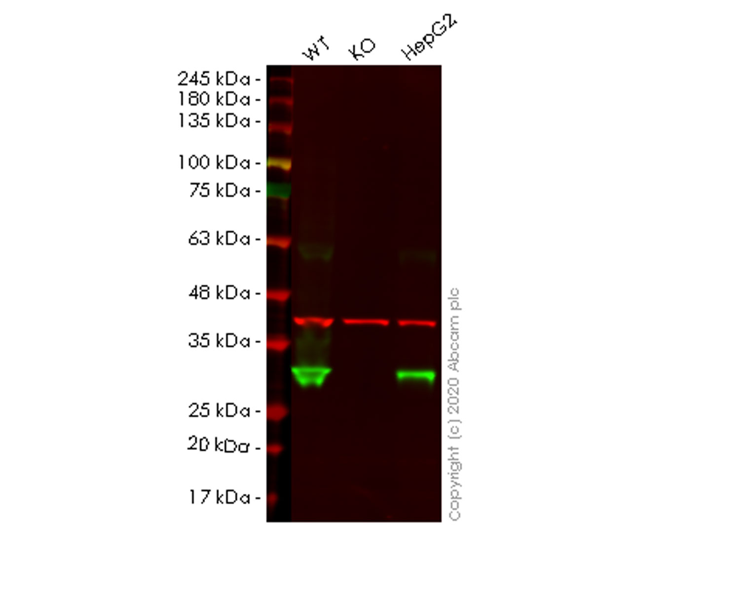 Western blot - Human PRDX4 (Peroxiredoxin 4) knockout HEK-293T cell lysate (AB257264)