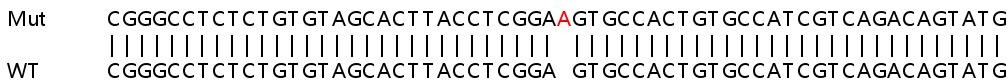 Human PREP (Prolyl Endopeptidase) knockout HEK-293T cell lysate