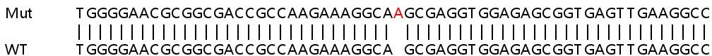 Sanger Sequencing - Human PRKACB (PKA beta catalytic subunit) knockout HeLa cell line (AB264673)