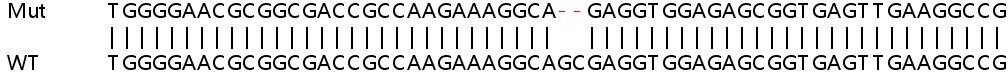 Human PRKACB (PKA beta catalytic subunit) knockout HeLa cell line