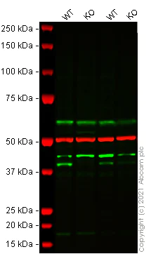 Western blot - Human PRKACB (PKA beta catalytic subunit) knockout HeLa cell lysate (AB258603)
