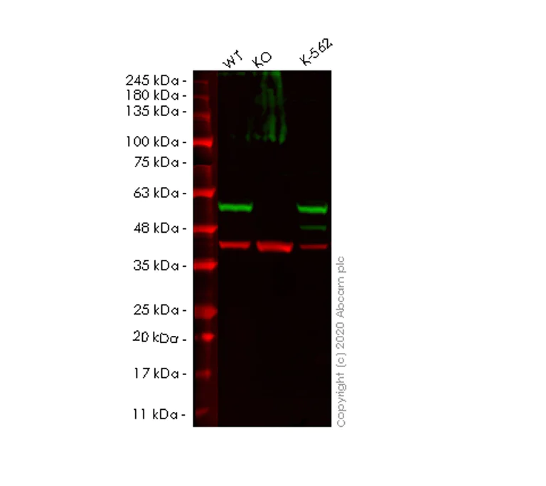 Western blot - Human PRKAR2A (PKA R2/PKR2) knockout HeLa cell lysate (AB257607)