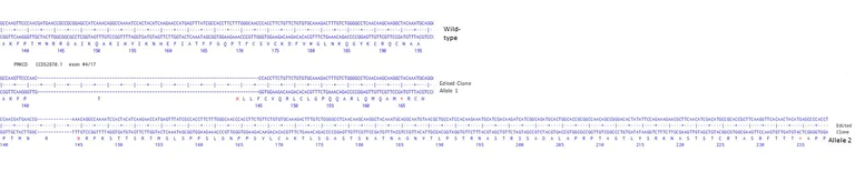 Next Generation Sequencing - Human PRKCD knockout U-87 MG cell line (AB306756)
