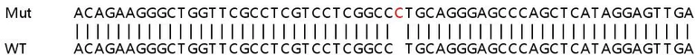 Sanger Sequencing - Human PRKCD (PKC delta) knockout HEK-293T cell line (AB266143)