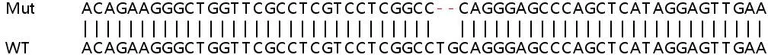 Sanger Sequencing - Human PRKCD (PKC delta) knockout HEK-293T cell line (AB266143)